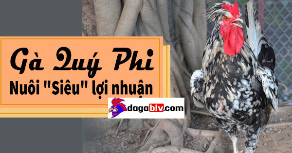 gà quý phi