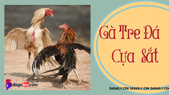 Cách chọn gà tre đá cựa sắt