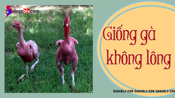 giống gà không lông