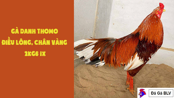 Gà danh thomo chân vàng