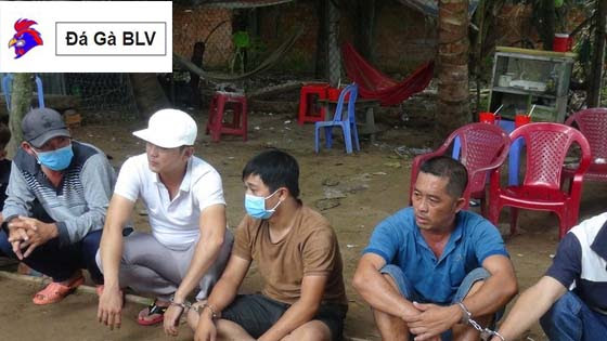 Truy bắt 12 đối tượng đá gà tại Thuần Thới xã Bình An 1 Truy bắt 12 đối tượng đá gà tại Thuần Thới xã Bình An Bắt 12 đối tượng đá gà tại Thuần Thới
