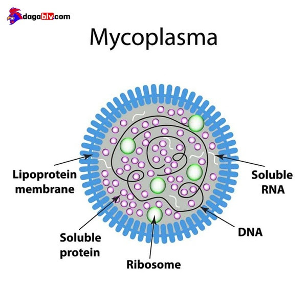 BỆNH CRD Ở GÀ - BỆNH HÔ HẤP MÃN TÍNH 2 BỆNH CRD Ở GÀ - BỆNH HÔ HẤP MÃN TÍNH Vi khuẩn Mycoplasma - Nguyên nhân gây bệnh CRD ở gà