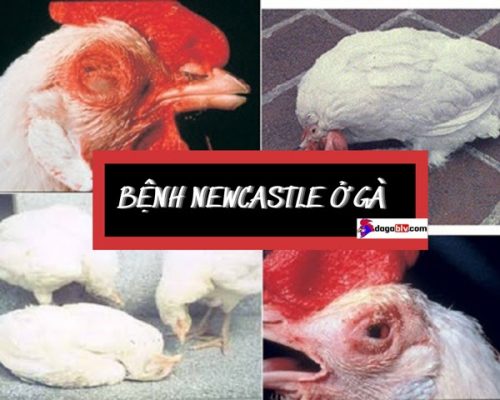 bệnh Newcastle ở gà