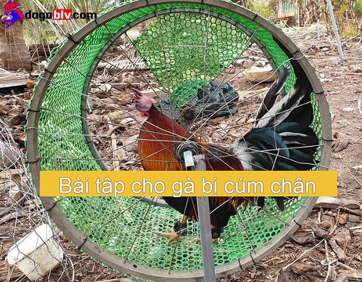 Bài tập khi gà đòn bị cúm chân