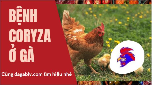 Bệnh coryza ở gà - Phác đồ điều trị Coryza khỏi hẳn trong vài ngày 1 Bệnh coryza ở gà - Phác đồ điều trị Coryza khỏi hẳn trong vài ngày Giải đáp Bệnh Coryza ở gà là gì