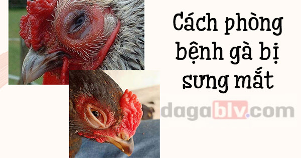 Nguyên Nhân Gà Bị Sưng Mắt – Cách Chữa Bệnh Hiệu Quả Chỉ Sau 7 Ngày 7 Nguyên Nhân Gà Bị Sưng Mắt – Cách Chữa Bệnh Hiệu Quả Chỉ Sau 7 Ngày Cách chăm sóc phòng bệnh gà bị sưng mắt
