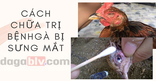 Nguyên Nhân Gà Bị Sưng Mắt – Cách Chữa Bệnh Hiệu Quả Chỉ Sau 7 Ngày 4 Nguyên Nhân Gà Bị Sưng Mắt – Cách Chữa Bệnh Hiệu Quả Chỉ Sau 7 Ngày Biện pháp chữa trị gà bị sưng mắt
