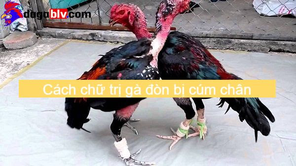 Cách chữa trị gà đòn bị cúm chân