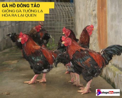 gà hồ đông tảo