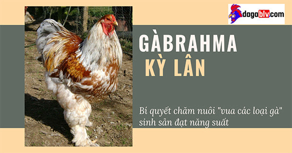Gà Brahma - Thuật nuôi Vua gà bá đạo 5 Gà Brahma - Thuật nuôi Vua gà bá đạo Gà kỳ lân bắt đầu đẻ trứng năng suất cao