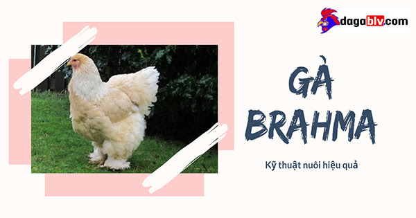 Gà Brahma - Thuật nuôi Vua gà bá đạo 3 Gà Brahma - Thuật nuôi Vua gà bá đạo Vẻ đẹp gà brahma như kỳ lân