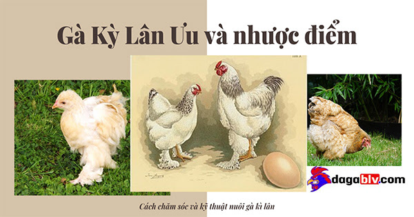 Gà Brahma - Thuật nuôi Vua gà bá đạo 9 Gà Brahma - Thuật nuôi Vua gà bá đạo So sánh Ưu và nhược điểm gà kỳ lân