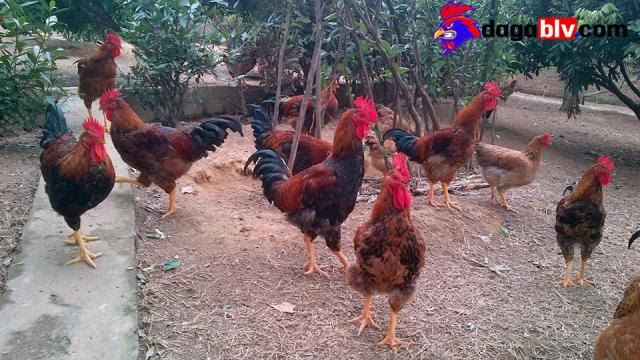 Gà Lạc Thủy & Kỹ Thuật Nuôi Gà Đẻ Lấy Trứng 2 Gà Lạc Thủy & Kỹ Thuật Nuôi Gà Đẻ Lấy Trứng Ưu Điểm Gà Lạc Thủy Thả Vườn