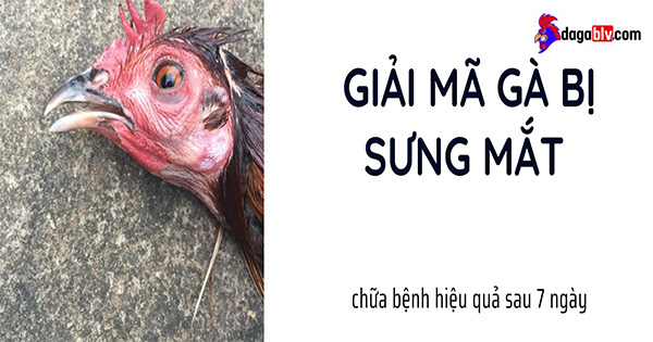 gà bị sưng mắt từ đâu mà ra?
