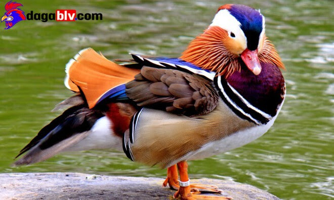Vịt Uyên Ương & Những Điều Cần Biết Khi Chúng Sinh Sản 2 Vịt Uyên Ương & Những Điều Cần Biết Khi Chúng Sinh Sản Ngoại hình vịt uyên ương