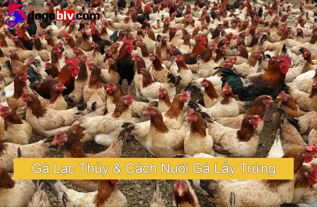 Gà Lạc Thủy & Kỹ Thuật Nuôi Gà Đẻ Lấy Trứng 1 Gà Lạc Thủy & Kỹ Thuật Nuôi Gà Đẻ Lấy Trứng Gà Lạc Thủy & Kỹ Thuật Nuôi Gà Đẻ Lấy Trứng