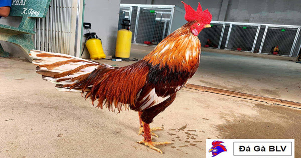 Những con gà chiến que chân điểm 3kg3