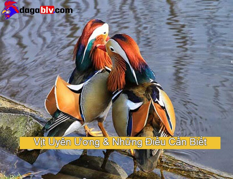Vịt Uyên Ương & Những Điều Cần Biết Khi Chúng Sinh Sản 1 Vịt Uyên Ương & Những Điều Cần Biết Khi Chúng Sinh Sản Vịt uyên ương lông ngũ sắc