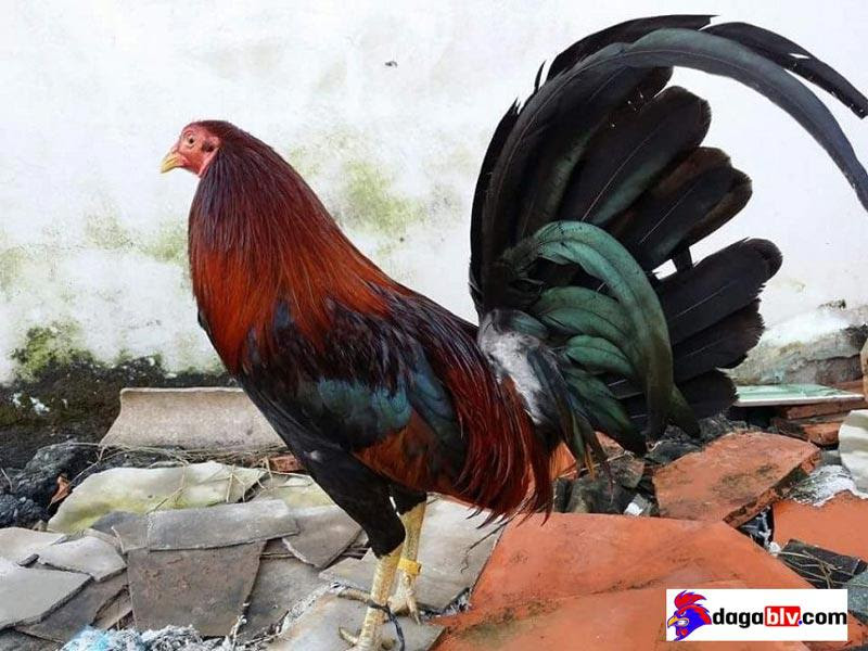 Những địa chỉ bán gà Mỹ con giá rẻ hết hồn!!! 5 Những địa chỉ bán gà Mỹ con giá rẻ hết hồn!!! TOP những địa chỉ bán gà mỹ con giá rẻ hiện nay