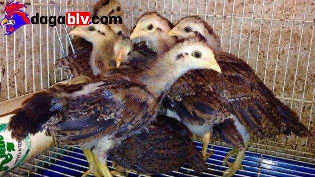Những địa chỉ bán gà Mỹ con giá rẻ hết hồn!!! 4 Những địa chỉ bán gà Mỹ con giá rẻ hết hồn!!! Địa điểm bán gà mỹ con giá rẻ ở đâu?
