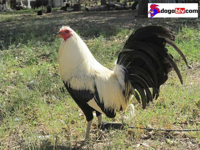Những địa chỉ bán gà Mỹ con giá rẻ hết hồn!!! 3 Những địa chỉ bán gà Mỹ con giá rẻ hết hồn!!! Gà mỹ nhập giá rẻ dòng Hatch