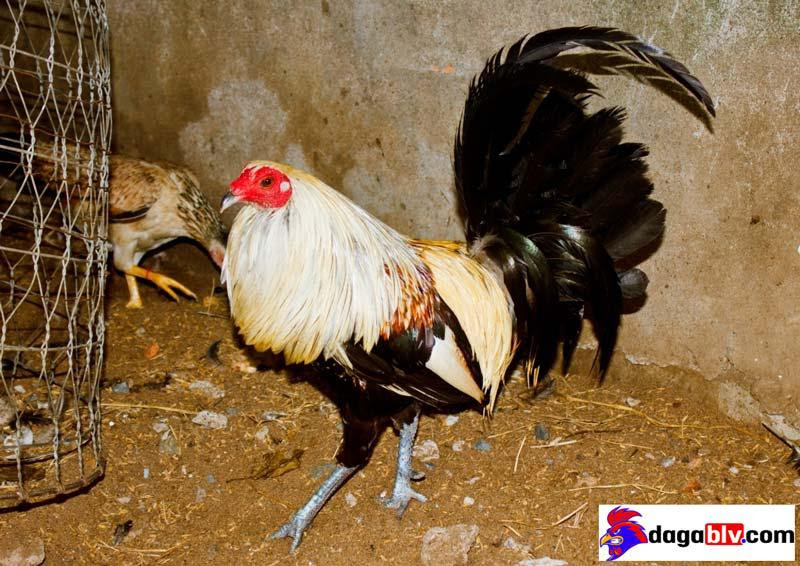 Những địa chỉ bán gà Mỹ con giá rẻ hết hồn!!! 2 Những địa chỉ bán gà Mỹ con giá rẻ hết hồn!!! Gà mỹ nhập giá rẻ dòng Kelso