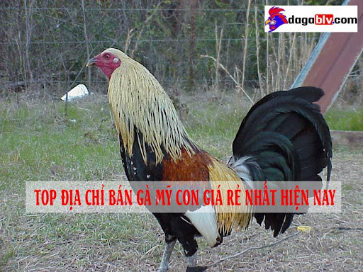 Những địa chỉ bán gà Mỹ con giá rẻ hết hồn!!! 1 Những địa chỉ bán gà Mỹ con giá rẻ hết hồn!!! Thông tin về gà mỹ nhập giá rẻ - Nơi bán gà mỹ con giá rẻ
