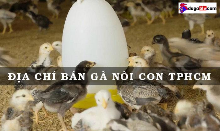 Tổng hợp những địa chỉ bán gà nòi con TPHCM uy tín 1 Tổng hợp những địa chỉ bán gà nòi con TPHCM uy tín Những địa chỉ bán gà nòi giống - Địa điểm bán gà nòi con TPHCM