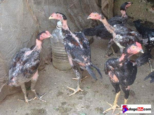 Tổng hợp những địa chỉ bán gà nòi con TPHCM uy tín 3 Tổng hợp những địa chỉ bán gà nòi con TPHCM uy tín Bán gà nòi con TPHCM giá rẻ