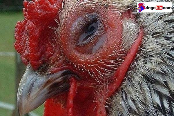 Nhận biết bệnh APV trên gà và cách chữa trị hiệu quả 5 Nhận biết bệnh APV trên gà và cách chữa trị hiệu quả Điều trị gà bị sưng phù đầu do virus APV