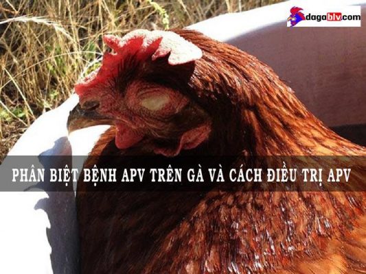 bệnh apv trên gà