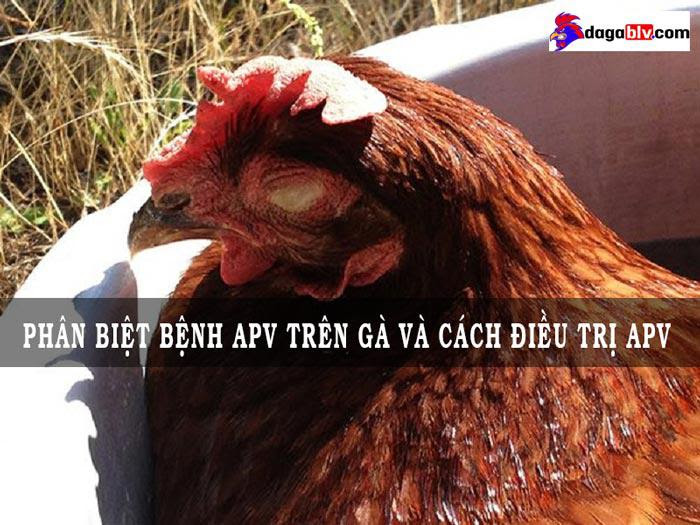 Nhận biết bệnh APV trên gà và cách chữa trị hiệu quả 1 Nhận biết bệnh APV trên gà và cách chữa trị hiệu quả Bệnh apv trên gà