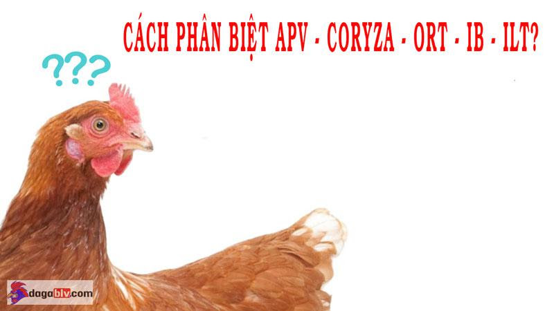 Nhận biết bệnh APV trên gà và cách chữa trị hiệu quả 3 Nhận biết bệnh APV trên gà và cách chữa trị hiệu quả Nguyên nhân bệnh apv trên gà