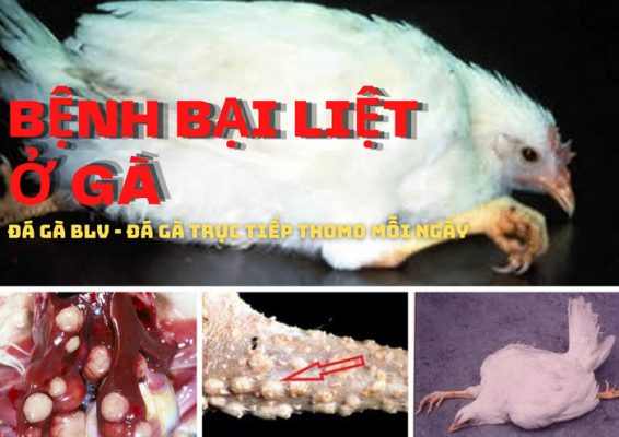 Bệnh bại liệt ở gà