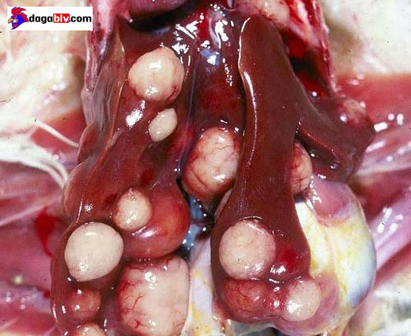 Hình thành các khối u ở nội tạng là bệnh tích thường thấy nhất khi gà nhiễm bệnh