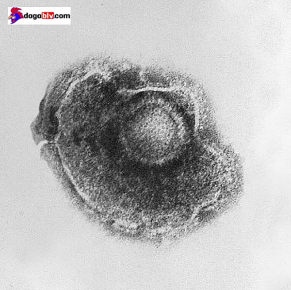 Alphaherpesvirus gây ra bệnh bại liệt ở gà
