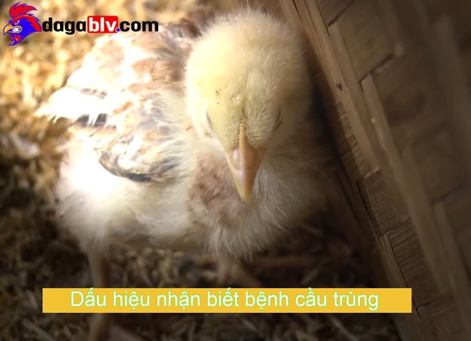 Vacxin Cầu Trùng Gà & Kiểm Soát Bệnh Cầu Trùng Gà Hiệu Quả 1 Vacxin Cầu Trùng Gà & Kiểm Soát Bệnh Cầu Trùng Gà Hiệu Quả Bệnh cầu trùng ở gà