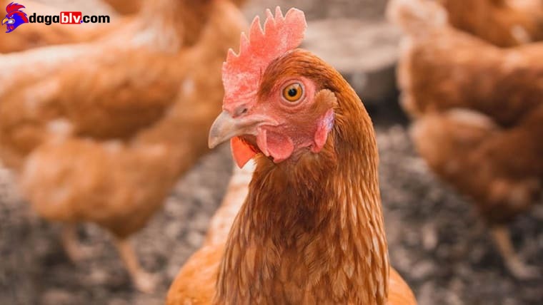 Bệnh coryza ở gà - Phác đồ điều trị Coryza khỏi hẳn trong vài ngày 3 Bệnh coryza ở gà - Phác đồ điều trị Coryza khỏi hẳn trong vài ngày Bệnh Coryza ở gà