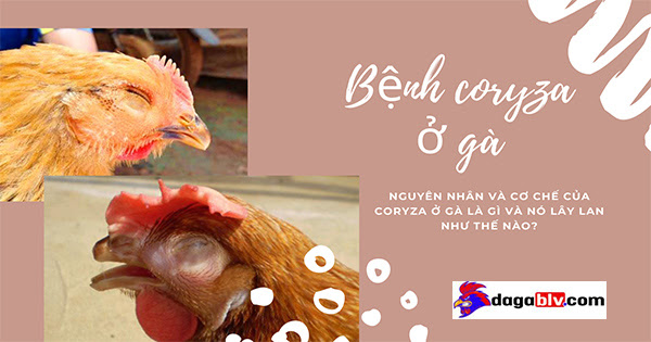 Bệnh coryza ở gà - Phác đồ điều trị Coryza khỏi hẳn trong vài ngày 2 Bệnh coryza ở gà - Phác đồ điều trị Coryza khỏi hẳn trong vài ngày Nguyên nhân bệnh coryza ở gà