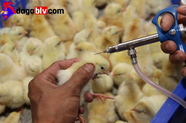 Nên tiêm vacxin định kì cho gà con.