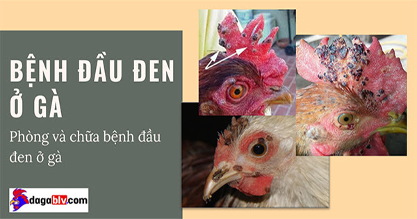 Cách điều trị bệnh đầu đen ở gà