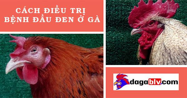 Phát đồ điều trị bệnh đầu đen ở gà