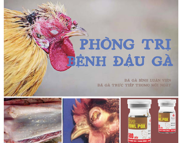 Bệnh đậu gà