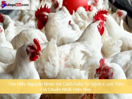 Bệnh E.coli Trên Gà