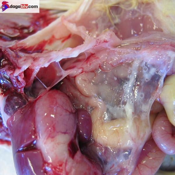 Biểu hiện của bệnh e.coli trên gà