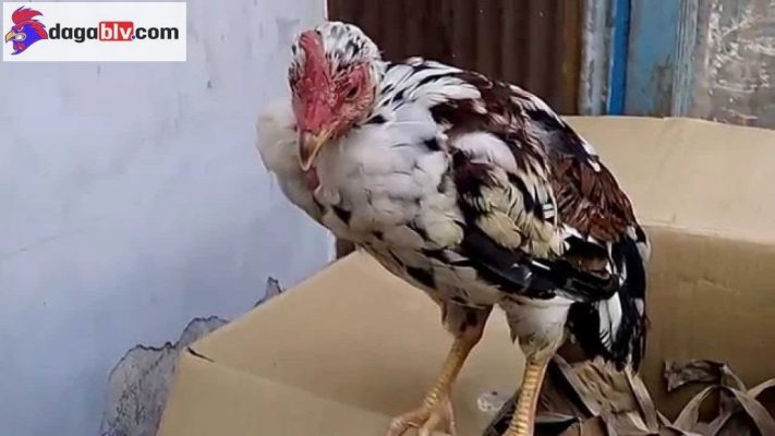 Nhiễm bệnh qua đường ruột nhưng không có triệu chứng