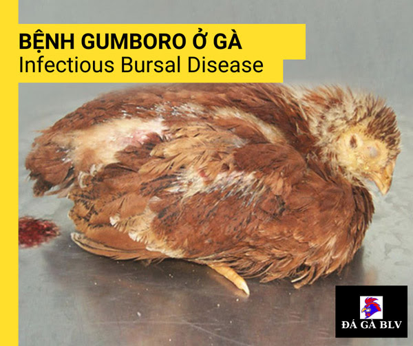 BỆNH GUMBORO Ở GÀ LÀ BỆNH GÌ? 1 BỆNH GUMBORO Ở GÀ LÀ BỆNH GÌ? Hình ảnh gà bị bệnh gumboro