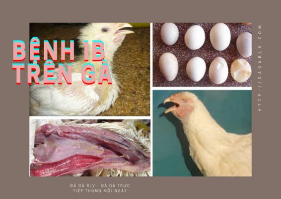 Bệnh ib trên gà