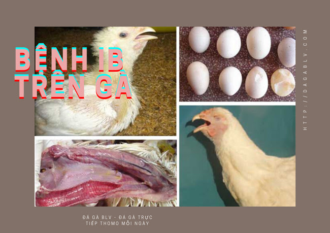 BỆNH IB TRÊN GÀ - TIẾT LỘ CÁCH ĐIỀU TRỊ BỆNH IB CHUẨN NHẤT 1 BỆNH IB TRÊN GÀ - TIẾT LỘ CÁCH ĐIỀU TRỊ BỆNH IB CHUẨN NHẤT Bệnh ib trên gà
