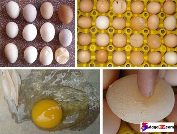 BỆNH IB TRÊN GÀ - TIẾT LỘ CÁCH ĐIỀU TRỊ BỆNH IB CHUẨN NHẤT 4 BỆNH IB TRÊN GÀ - TIẾT LỘ CÁCH ĐIỀU TRỊ BỆNH IB CHUẨN NHẤT Trứng của gà bệnh IB kém chất lượng